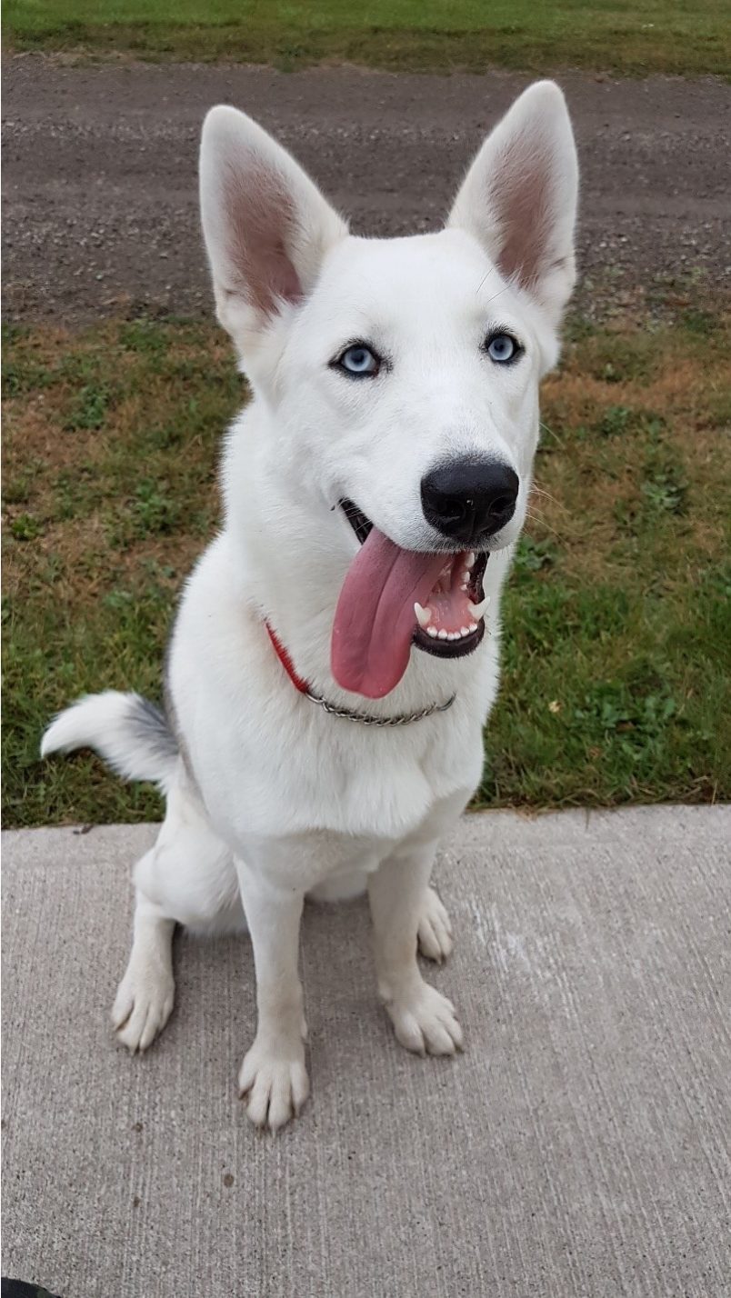 Emotional Support dogs in the trucking industry